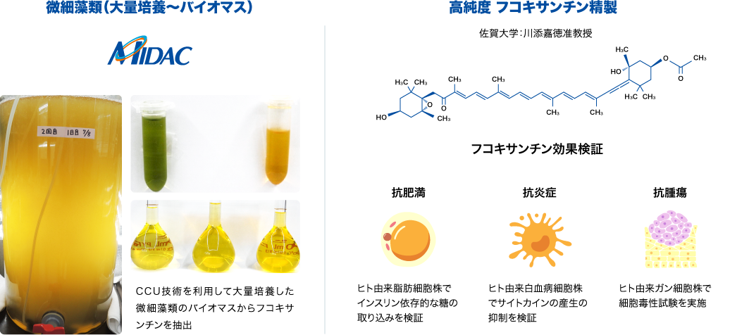 微細藻類（大量培養～バイオマス）、高純度 フコキサンチン精製